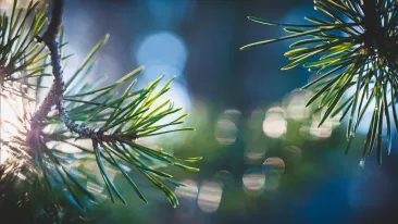 Männyn oksia hämyisesti kimmeltävää ja sinertävää kaupunkitaustaa vasten.