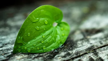 Sydämenmuotoinen vihreä lehti lepää puunkuorella.