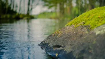 Sammaleinen rantakivi joessa, jota reunustavat useat puut.