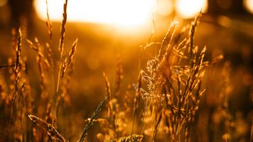 Heiniä pellon reunassa kullankeltaisen auringonlaskun aikaan.