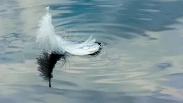 Valkoinen höyhen kelluu veden pinnalla.