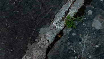 Lintuperspektiivi kallioon, jonka harmaan ja rosoisen pinnan raosta kasvaa pieniä vihreitä versoja.