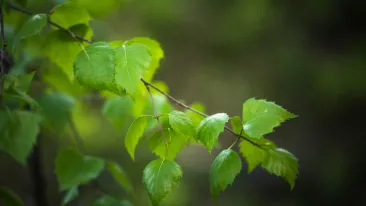 Lehtevä koivun oksa.