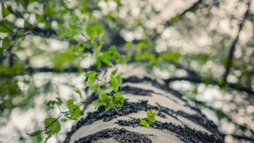 Lähikuva koivunrungosta, joka kohoaa kohti taivasta ja kirkas valo siivilöityy koivunlehtien välistä.