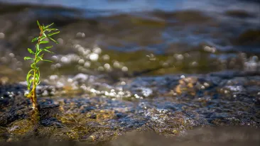 Pieni vehreä kasvi ponnistaa kasvuun puron rannalla.