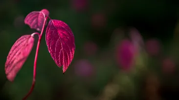 Lähikuva kasvin punertavista lehdistä.
