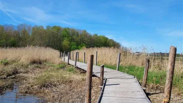 Taustalla näkyy kirkas, pilvetön taivas, edustalla kaislikon läpi kulkee leveähkö puinen kävelyramppi.