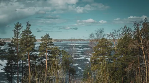 Mäntypuiden väleistä näkyy järvelle, jossa jäät ovat sulamassa.